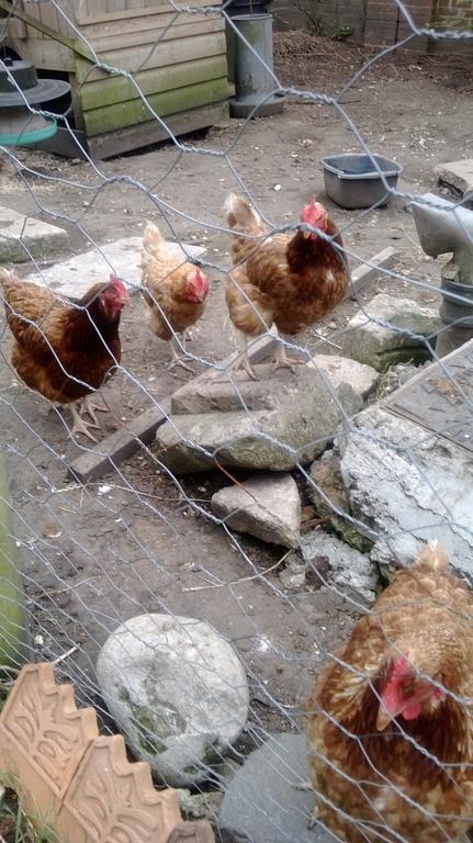草莓小屋住宿加早餐旅馆 赫奇恩德 外观 照片